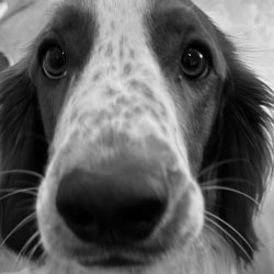 Ville Office dog